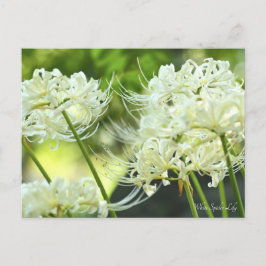 Vit Spider Lily ポ ス ト カ ー Vykort