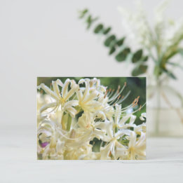 Vit Spider Lily ポ ス ト カ ー Vykort