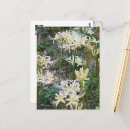 Vit Spider Lily ポ ス ト カ ー Vykort
