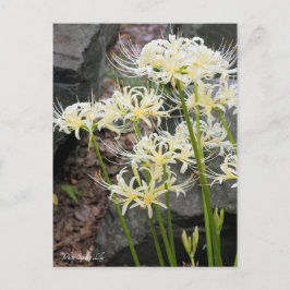 Vit Spider Lily ［ vykort ］