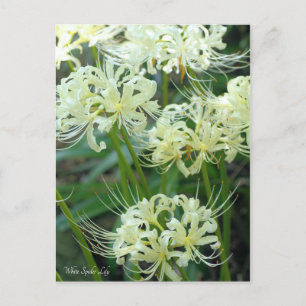 Vit Spider Lily ［ vykort ］