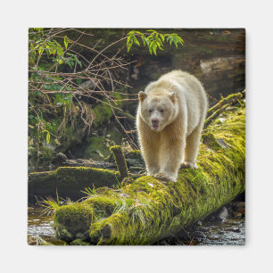 Vit Spiritbjörn British Columbia, Kanada Magnet