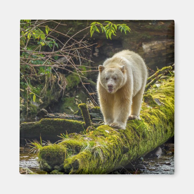 Vit Spiritbjörn | British Columbia, Kanada Magnet (Framsidan)