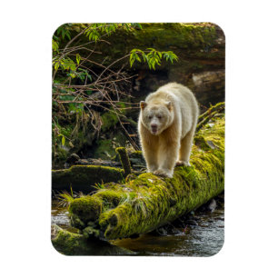 Vit Spiritbjörn British Columbia, Kanada Magnet