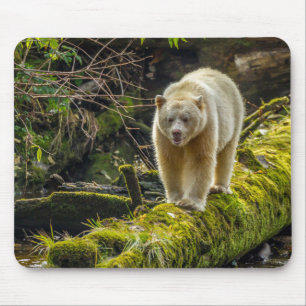 Vit Spiritbjörn British Columbia, Kanada Musmatta