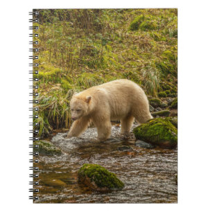 Vit Spirtbjörn jagar fisk i Riordan Creek Anteckningsbok
