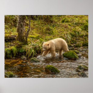 Vit Spirtbjörn jagar fisk i Riordan Creek Poster