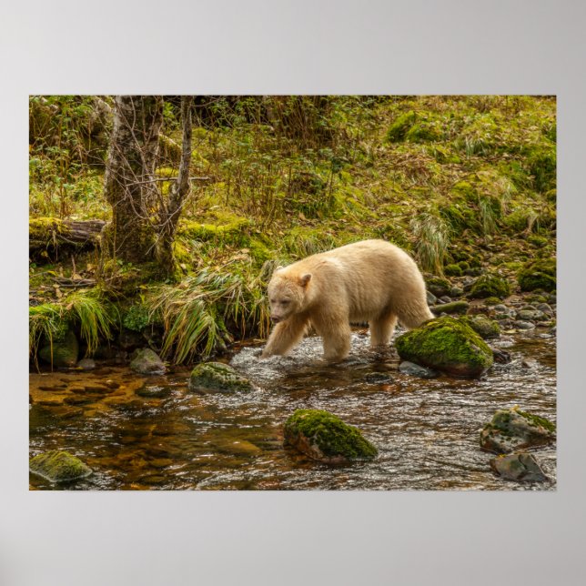 Vit Spirtbjörn jagar fisk i Riordan Creek Poster (Framsidan)