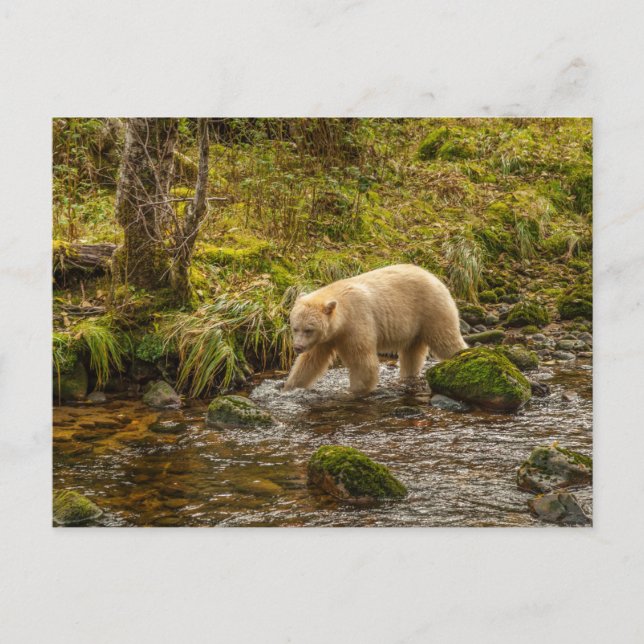 Vit Spirtbjörn jagar fisk i Riordan Creek Vykort (Framsida)