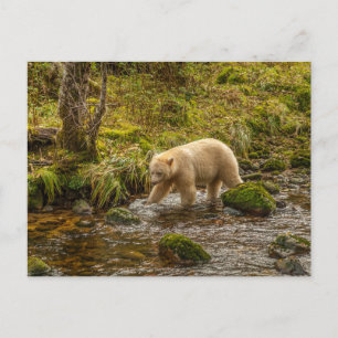 Vit spökbjörn jagar fisk i Riordan Creek Vykort