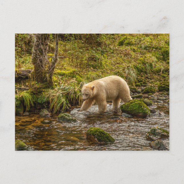 Vit spökbjörn jagar fisk i Riordan Creek Vykort (Framsida)