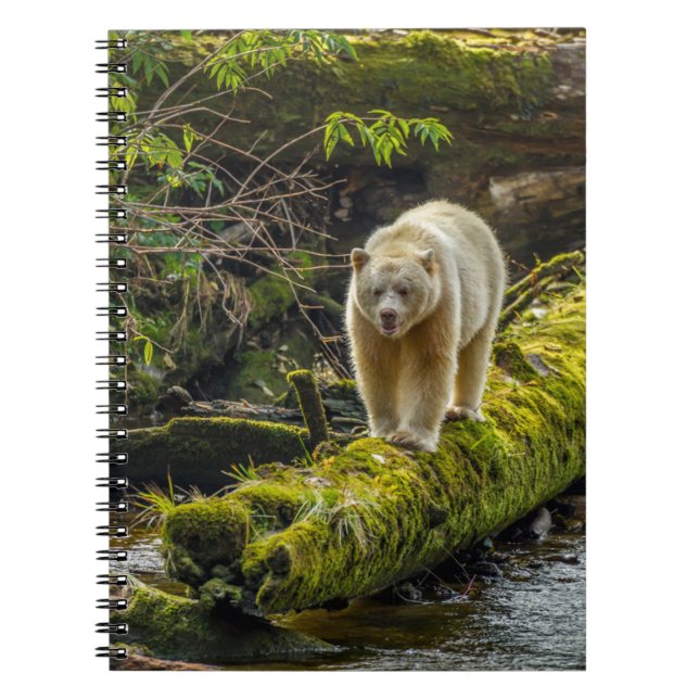 Vit sprit Bear | British Columbia, Kanada Anteckningsbok (Framsidan)