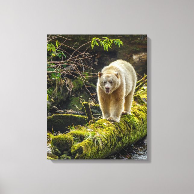 Vit sprit Bear | British Columbia, Kanada Canvastryck (Framsida)