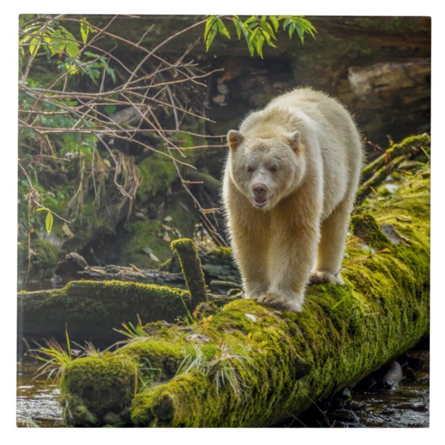 Vit sprit Bear | British Columbia, Kanada Kakelplatta (Framsidan)