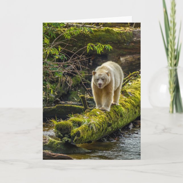 Vit sprit Bear | British Columbia, Kanada Kort (Framsida)