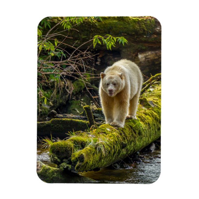Vit sprit Bear | British Columbia, Kanada Magnet (Vertikal)