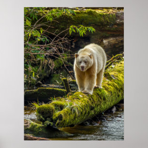 Vit sprit Bear   British Columbia, Kanada Poster