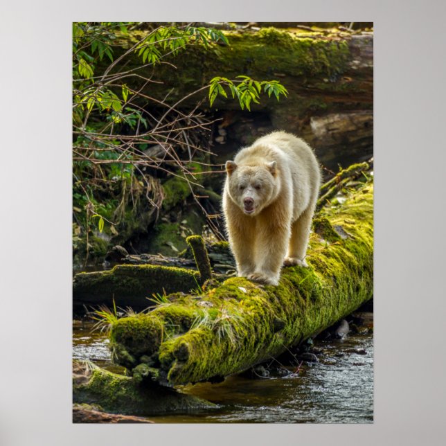 Vit sprit Bear | British Columbia, Kanada Poster (Framsidan)