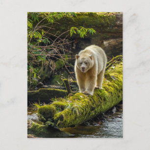 Vit sprit Bear British Columbia, Kanada Vykort