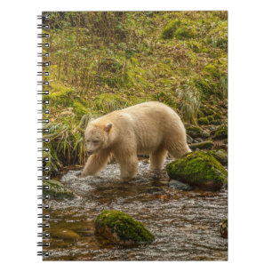 Vit sprit Bear Hunts för fisk på Riordan Bäck Anteckningsbok