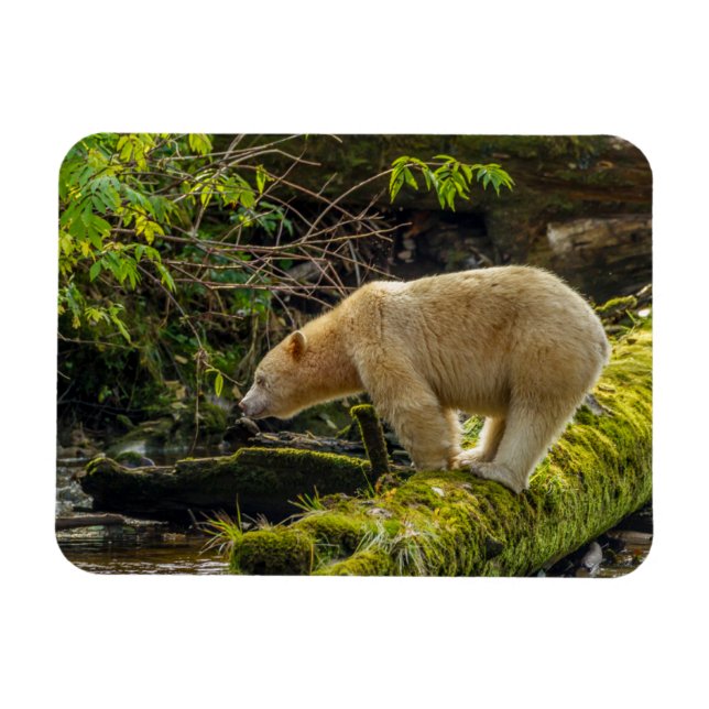 Vit sprit Bear Magnet (Horisontell)