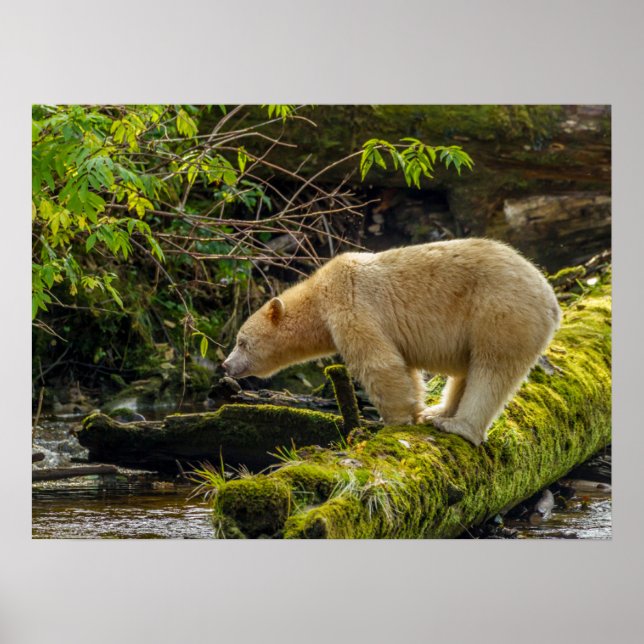 Vit sprit Bear Poster (Framsidan)