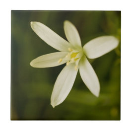 Vit Stjärna-av-Bethlehem - perenn blomma Kakelplatta