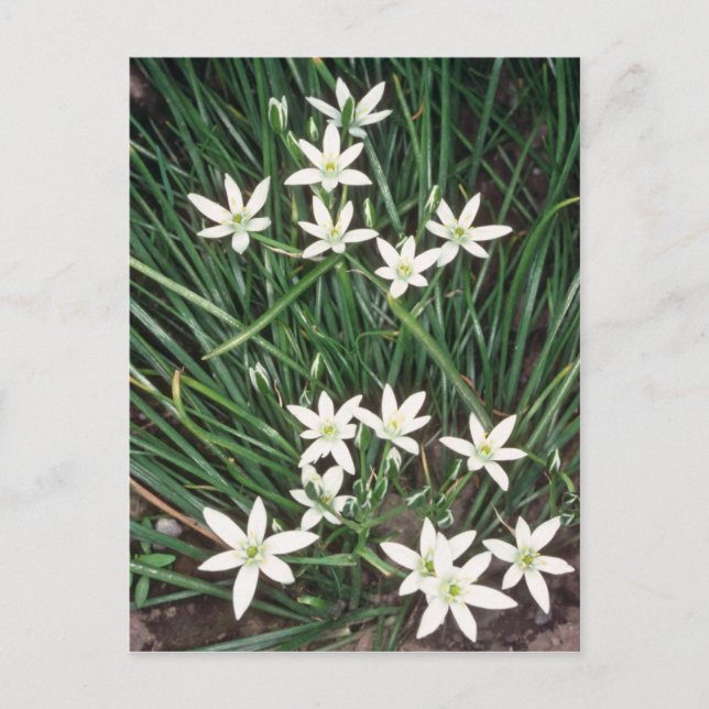 vit stjärna av Betlehem, (Ornithogalum Umbellatum) Vykort (Framsida)