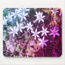 Vit stjärnblomsterpinne