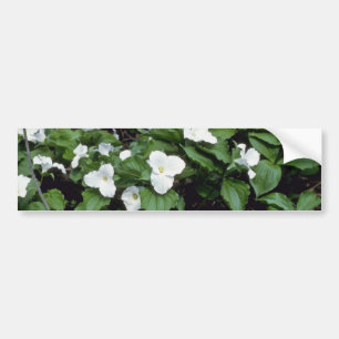 vit Stor-Blommad Trillium (trilliumen Grandiflor Bildekal