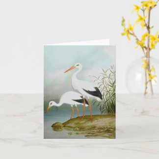 Vit stork, fågelillustrationer kort