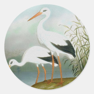 Vit stork, fågelillustrationer runt klistermärke