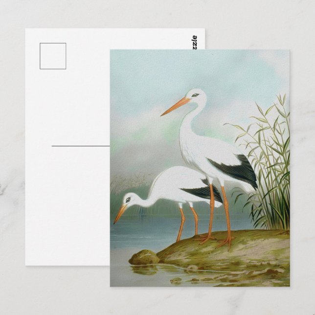 Vit stork, fågelillustrationer vykort (Fram/baksida)
