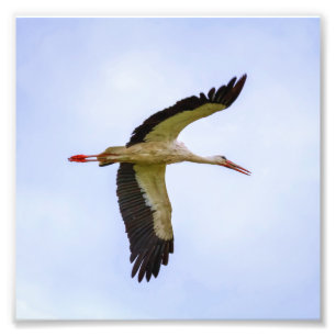 Vit stork fototryck