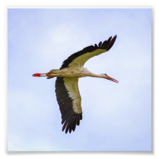 Vit stork fototryck