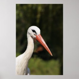 vit stork framför skog poster