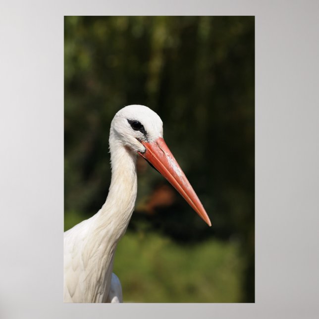 vit stork framför skog poster (Framsidan)