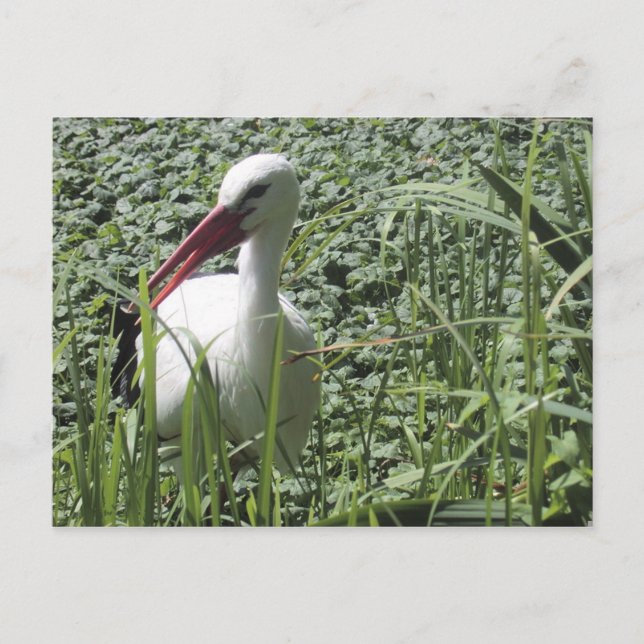 Vit stork vykort (Framsida)