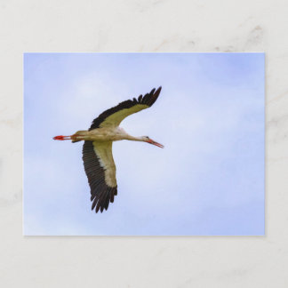 Vit stork vykort