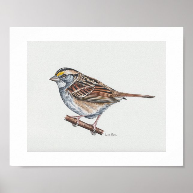Vit-styrd Sparrow Art-utskrift Poster (Framsidan)