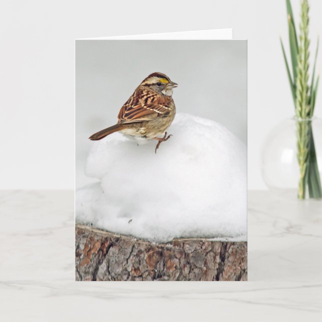 Vit-styrd Sparrow Kort (Framsida)