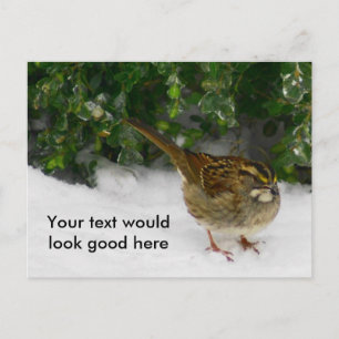 Vit-styrd Sparrow Vykort