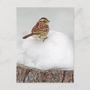 Vit-styrd Sparrow Vykort
