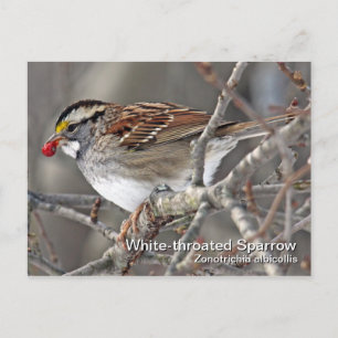 Vit-styrt vykort för Sparrow