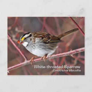 Vit-styrt vykort för Sparrow