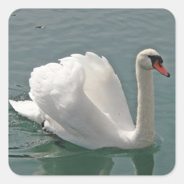 Vit svan fyrkantigt klistermärke