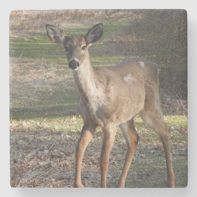 Vit Svan Hjort nära Stenunderlägg (Framsidan)