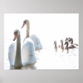 Vit svanfamilj med svanar Högnyckel Vilda djur P Poster