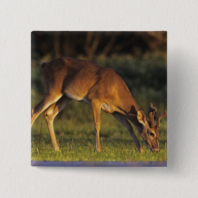 Vit svanshjort, Odocoileus virginianus Knapp (Framsida)