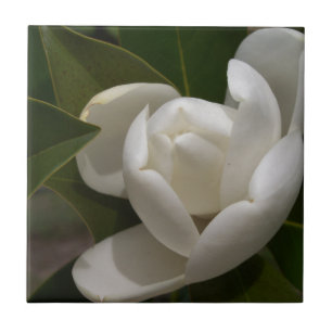 vit sydlig blomkål kakelplatta